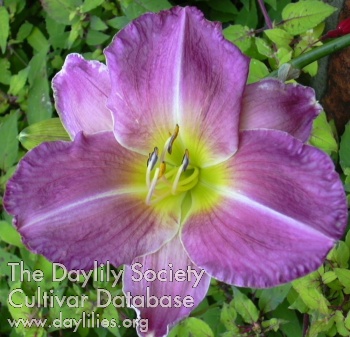 Daylily Iridescent Jewell